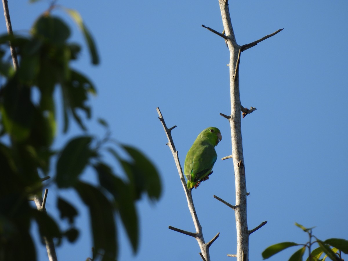 Turquoise-winged Parrotlet - ML641321905