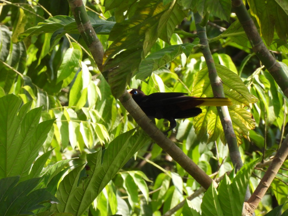 soldatoropendola - ML641321922