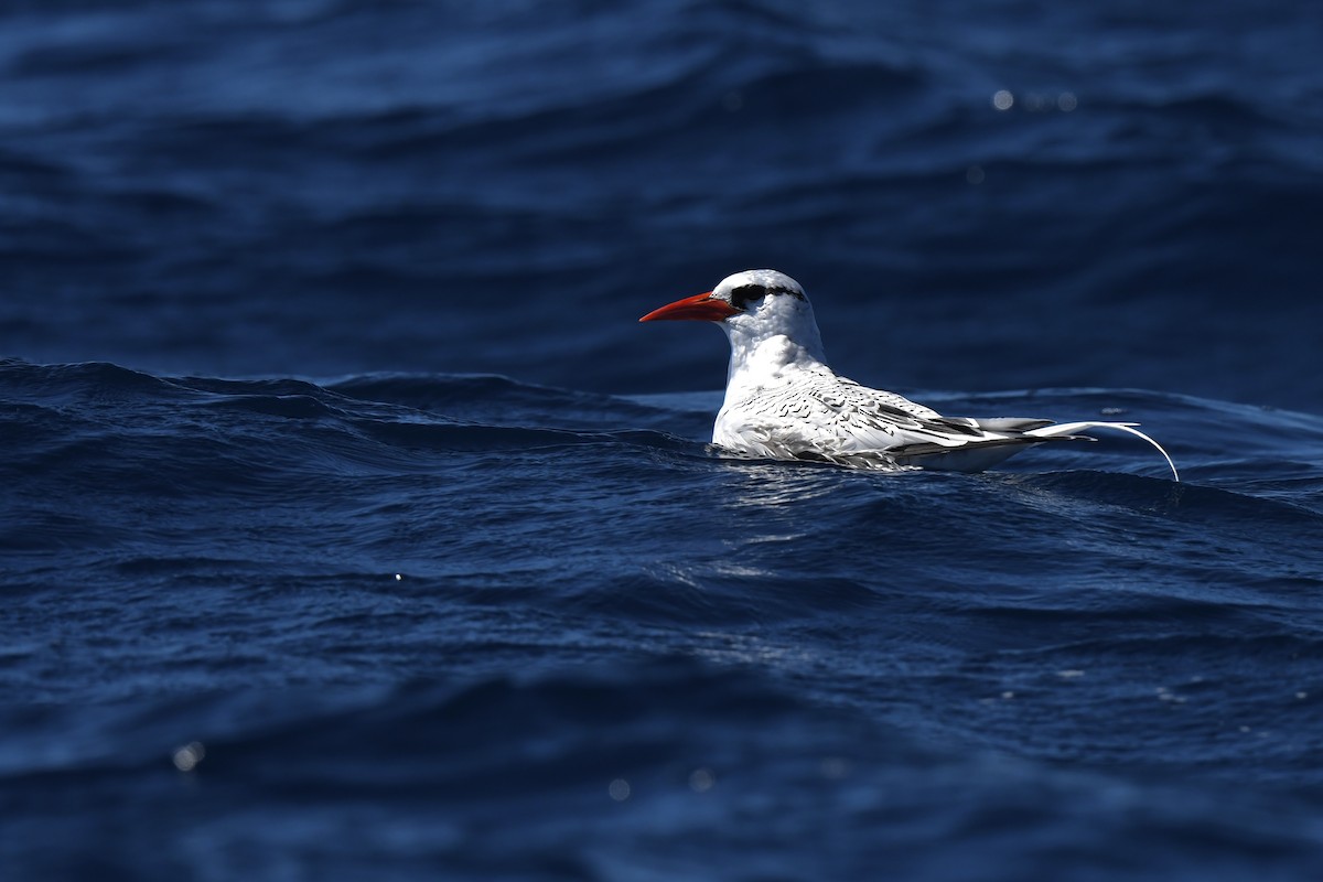 Red-billed Tropicbird - ML641321933