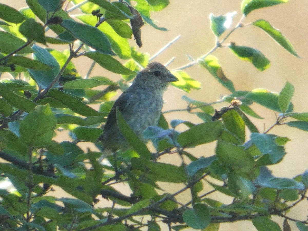Indigo Bunting - ML641321934