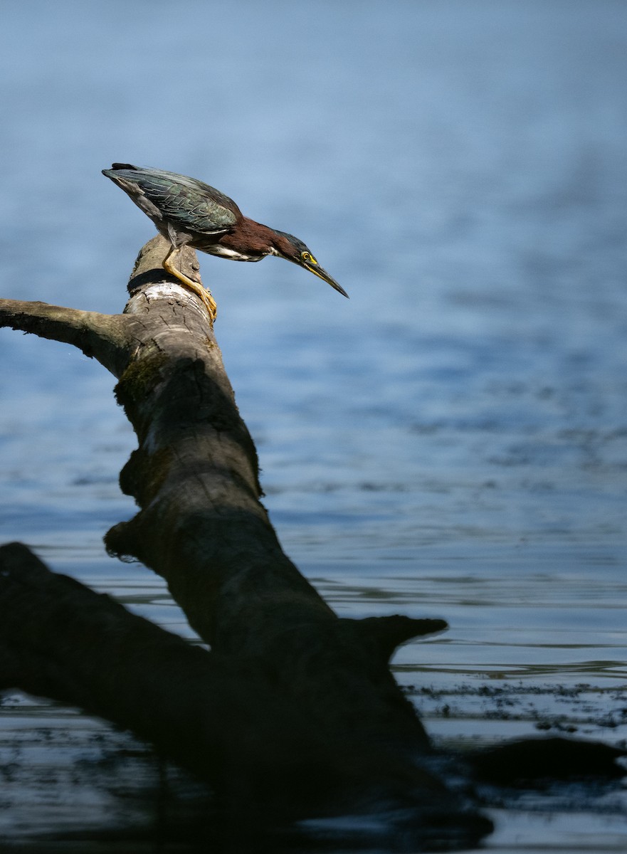 Green Heron - ML641321935