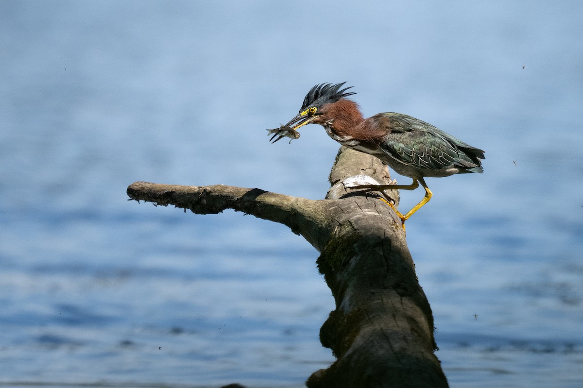 Green Heron - ML641321936