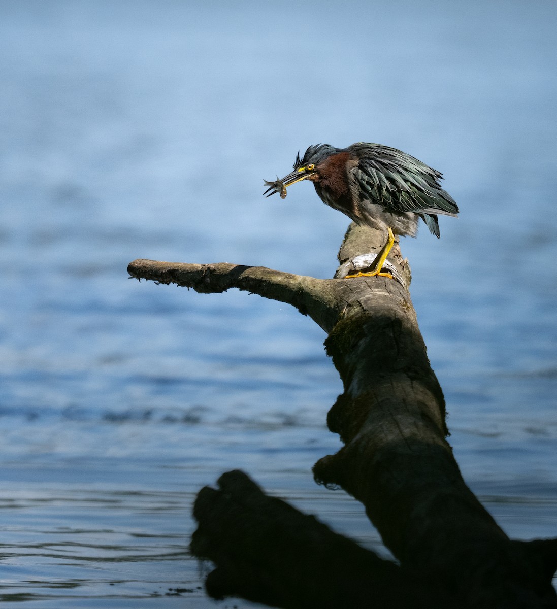 Green Heron - ML641321937