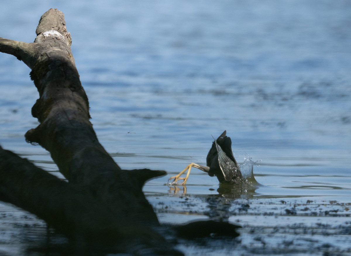 Green Heron - ML641321938
