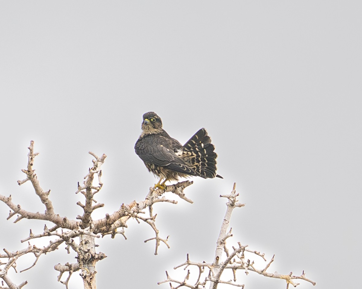 コチョウゲンボウ - ML641321941