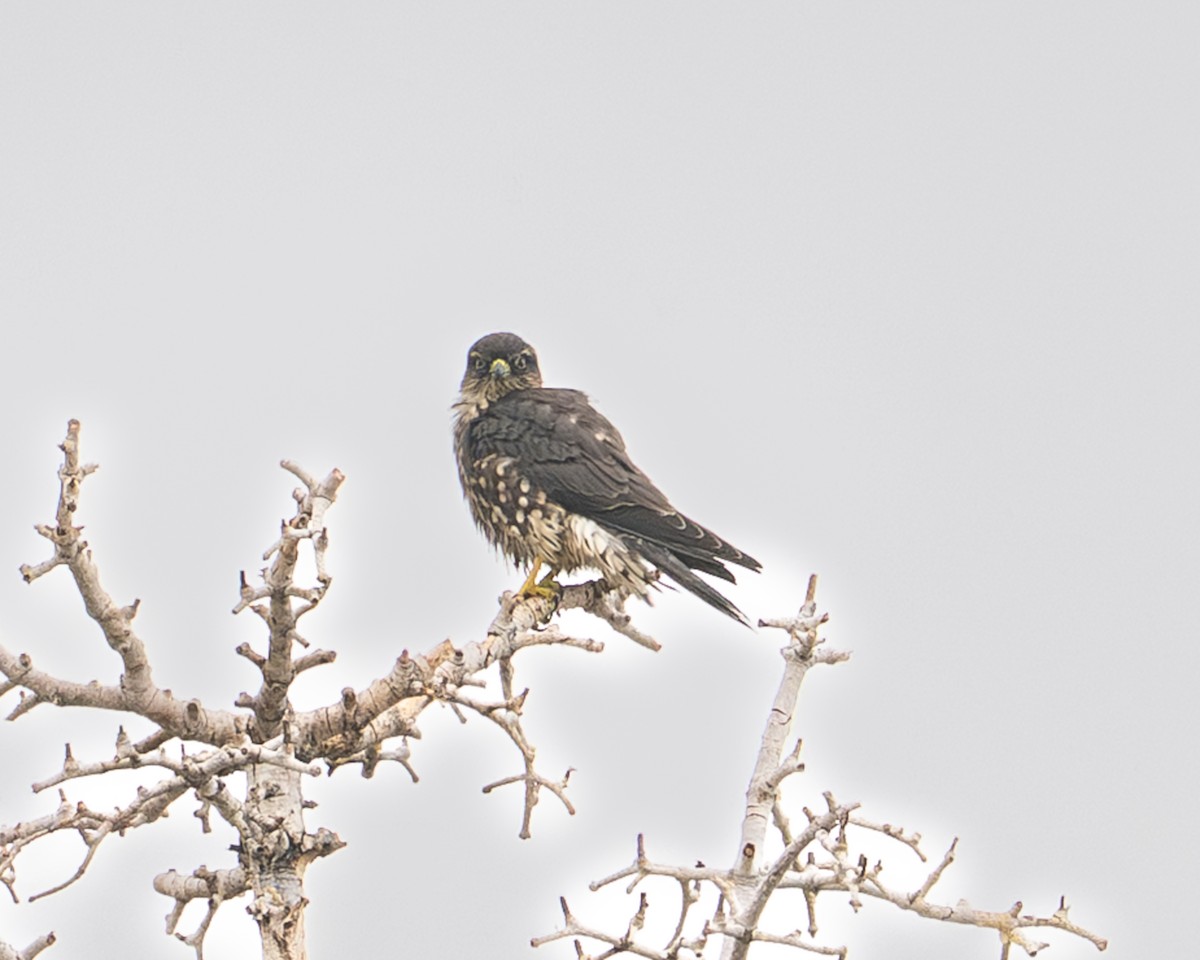 コチョウゲンボウ - ML641321955