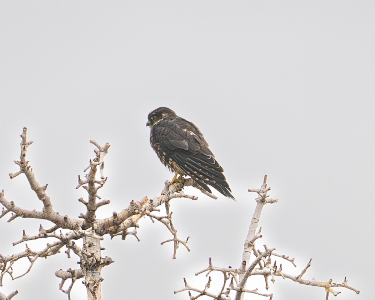 コチョウゲンボウ - ML641321970