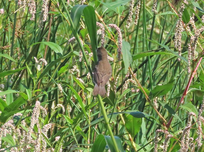 Indigo Bunting - ML641321981