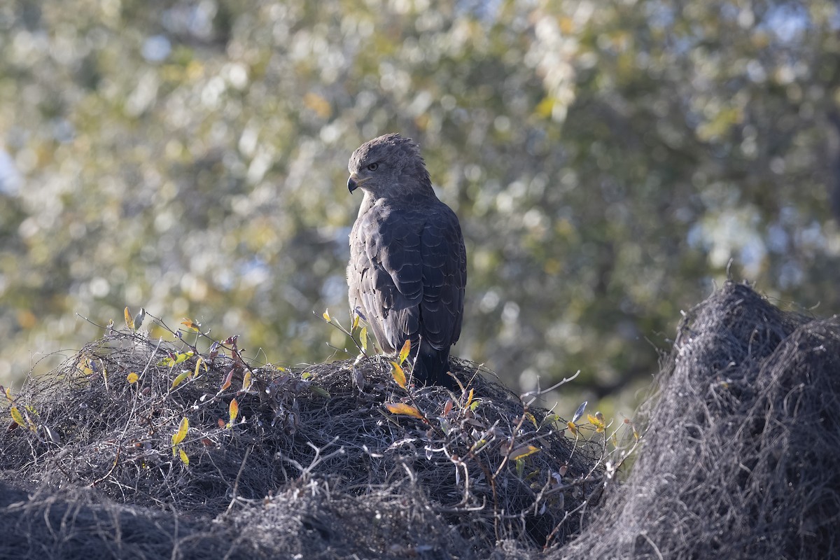 Western Banded Snake-Eagle - ML641321983