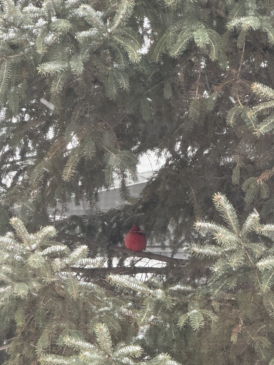 Northern Cardinal - ML641322011