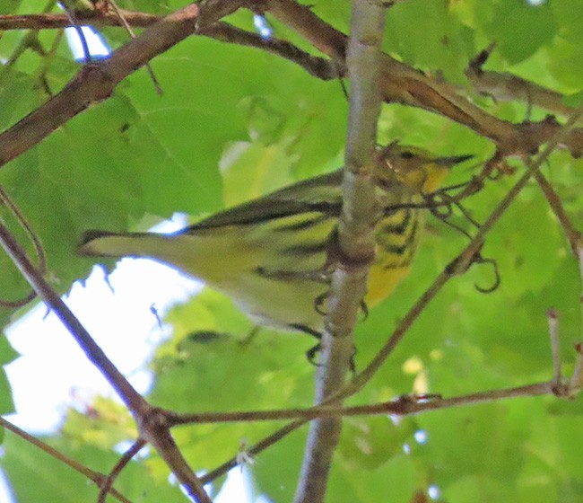 Cape May Warbler - ML641322014
