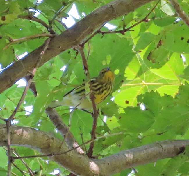 Cape May Warbler - ML641322017