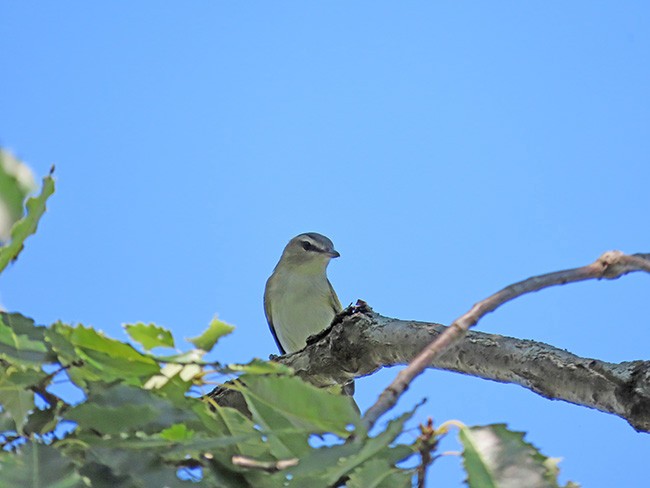 Red-eyed Vireo - ML641322040