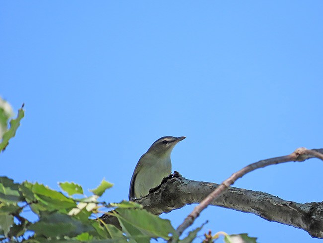 Red-eyed Vireo - ML641322047