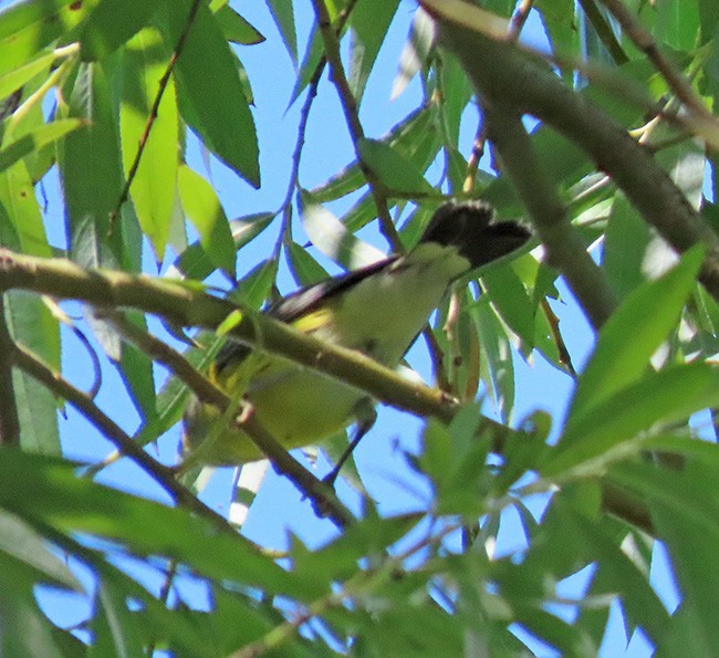 Magnolia Warbler - ML641322058