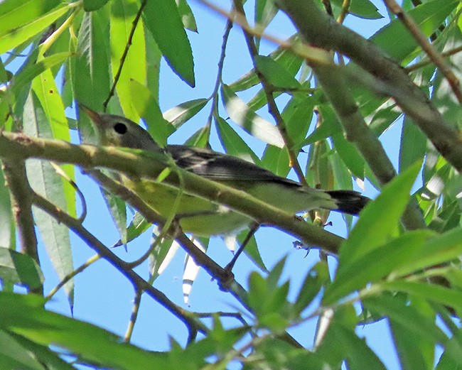 Magnolia Warbler - ML641322059