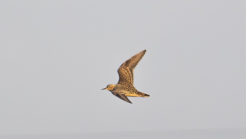Buff-breasted Sandpiper - ML641322060