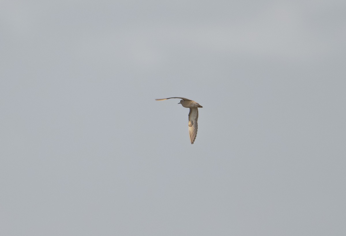 Buff-breasted Sandpiper - ML641322061