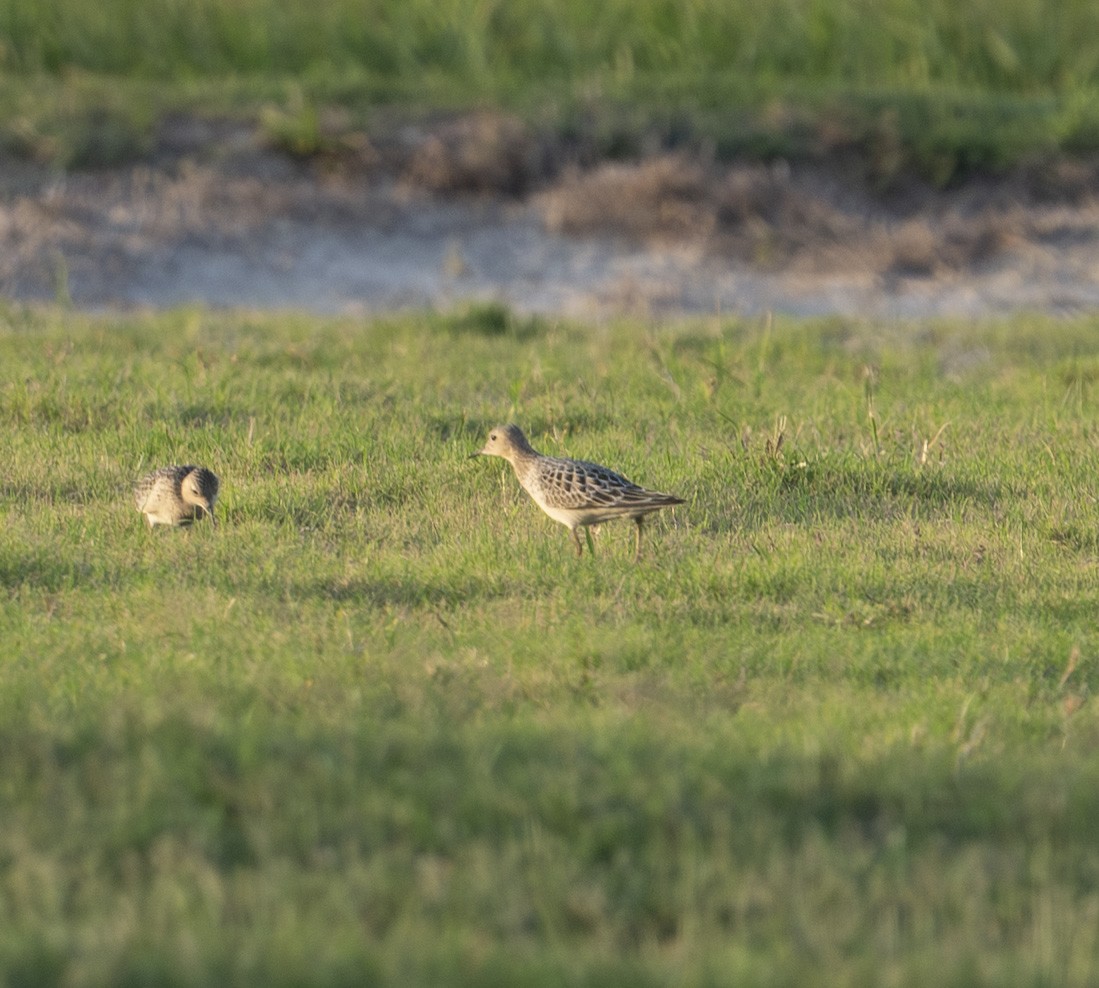 Buff-breasted Sandpiper - ML641322062