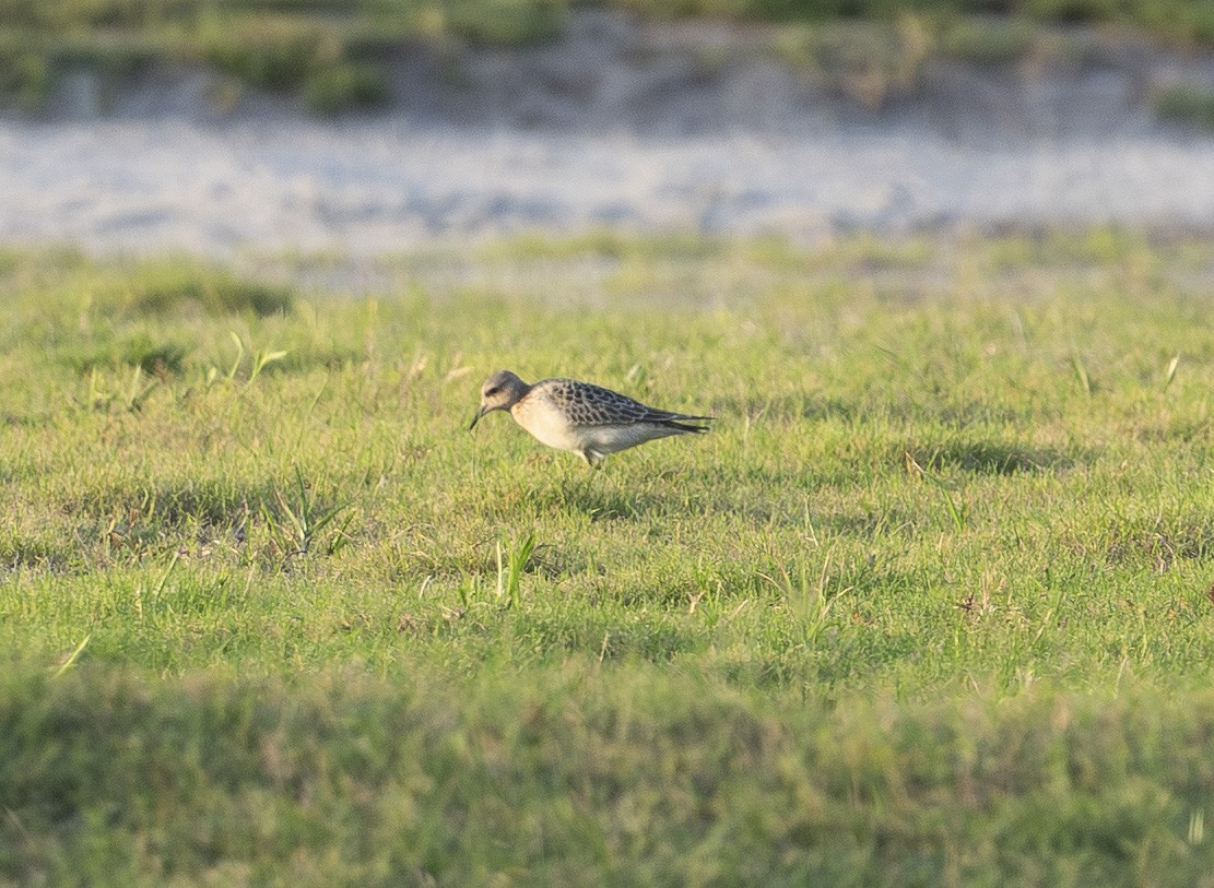 Buff-breasted Sandpiper - ML641322063