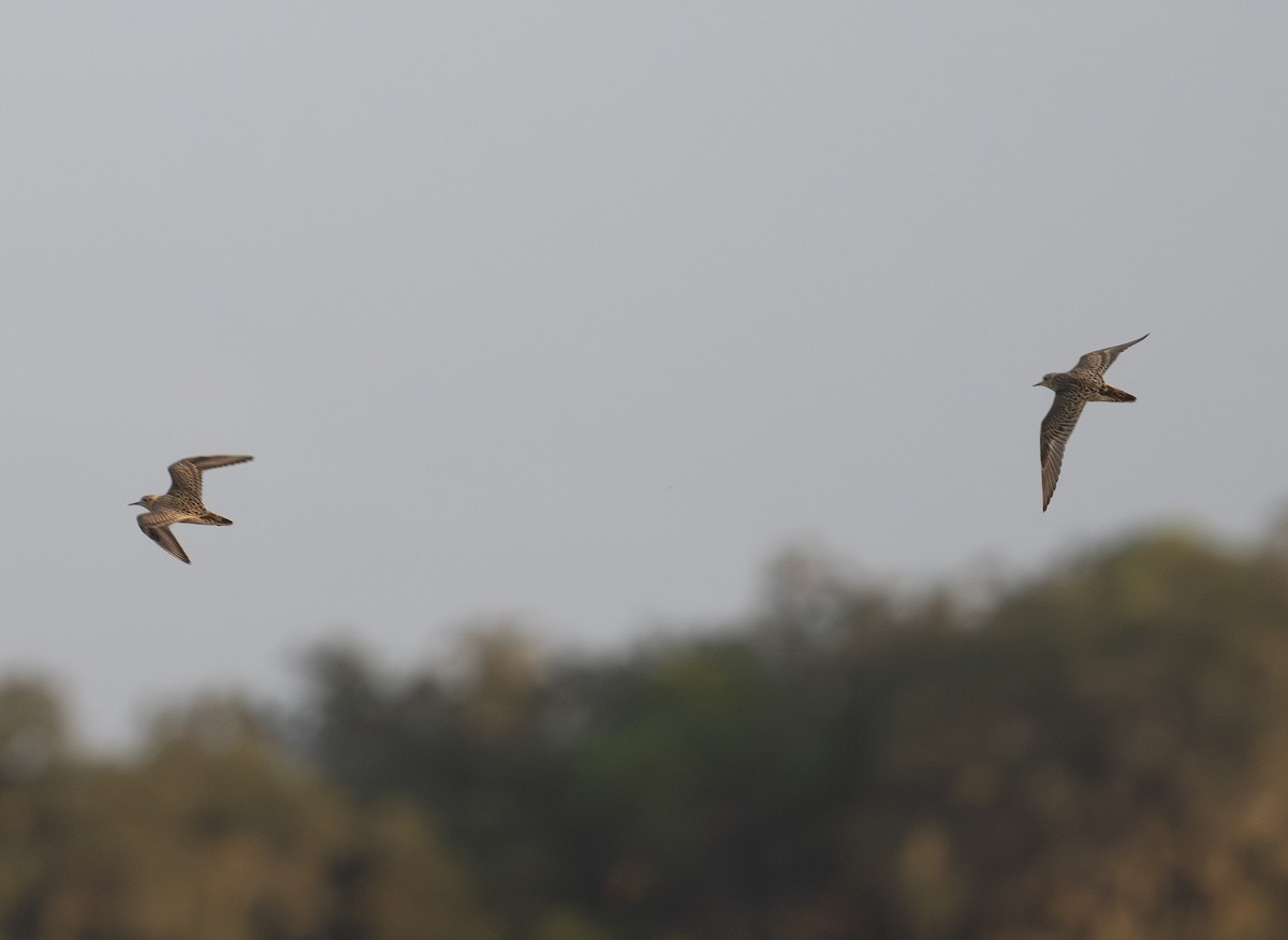 Buff-breasted Sandpiper - ML641322064