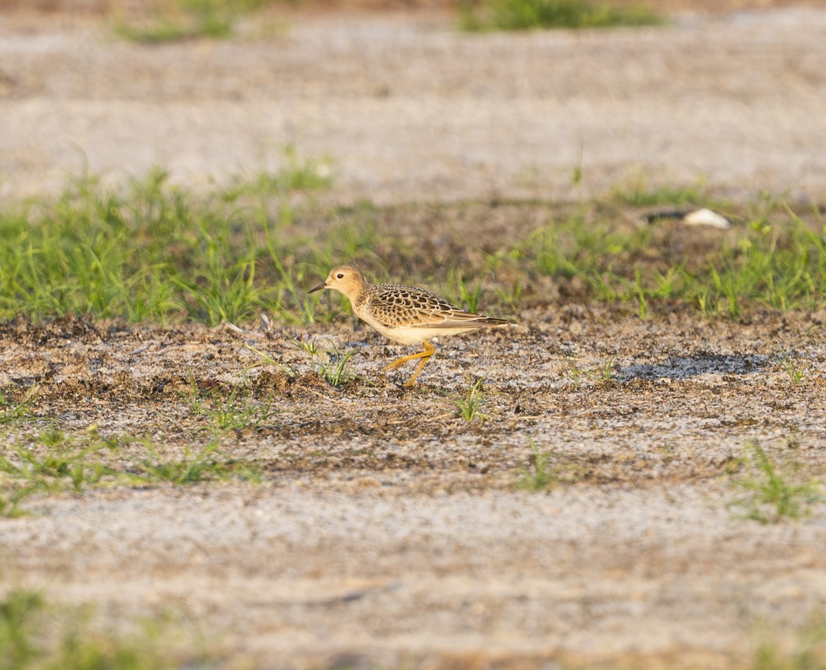 Buff-breasted Sandpiper - ML641322065