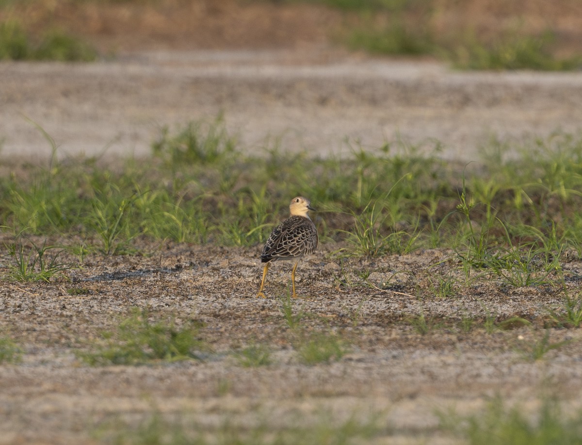 Buff-breasted Sandpiper - ML641322067