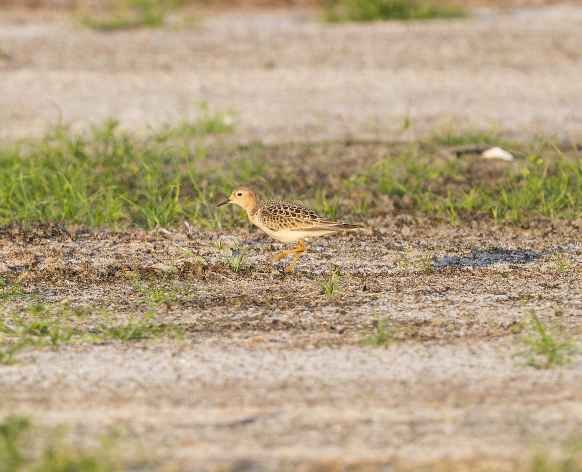 Buff-breasted Sandpiper - ML641322068