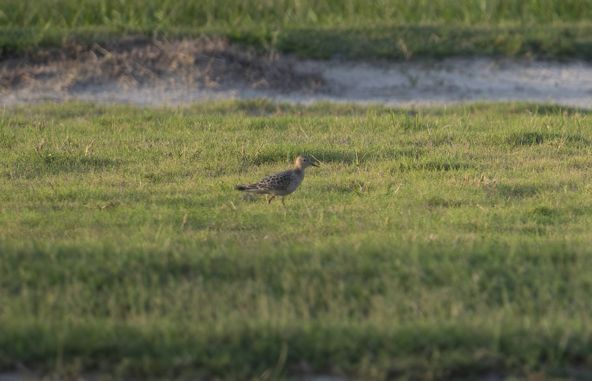 Buff-breasted Sandpiper - ML641322069
