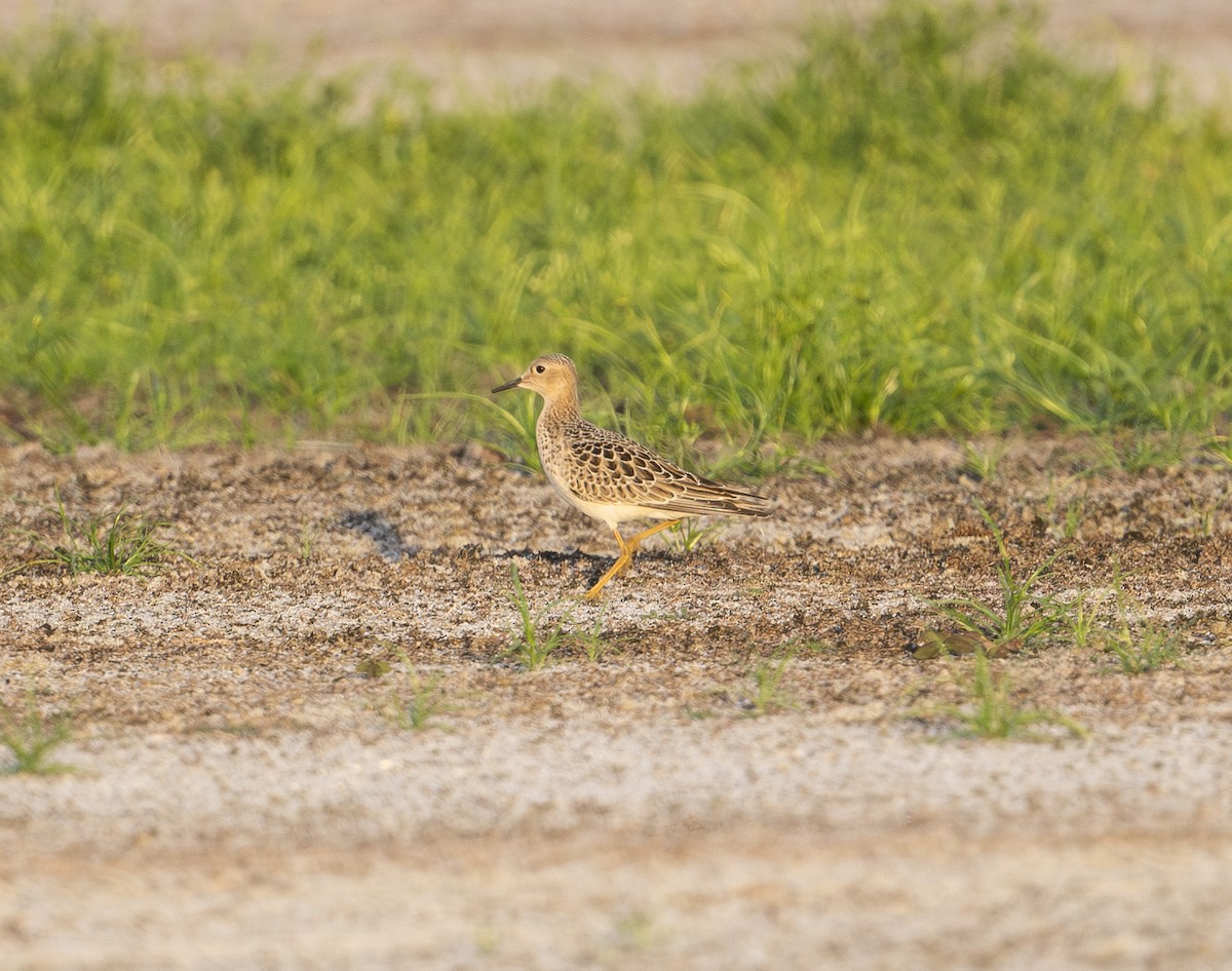 Buff-breasted Sandpiper - ML641322070