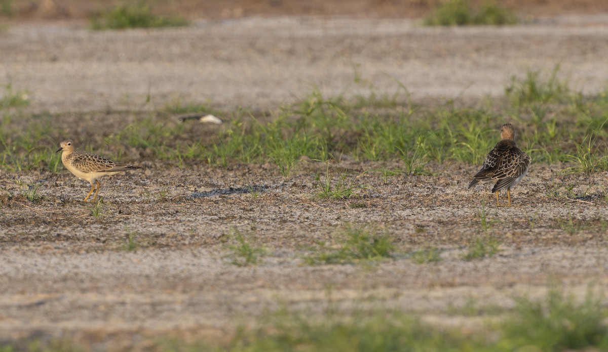 Buff-breasted Sandpiper - ML641322071