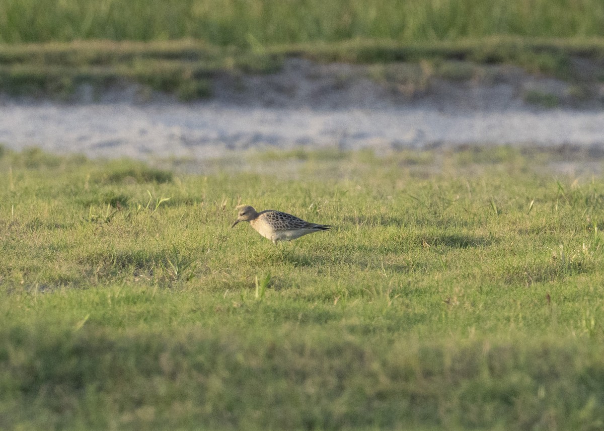 Buff-breasted Sandpiper - ML641322072