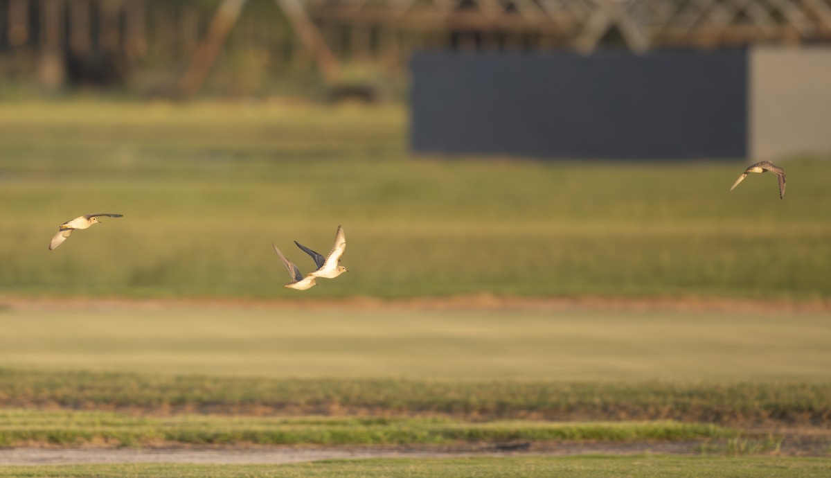 Buff-breasted Sandpiper - ML641322073