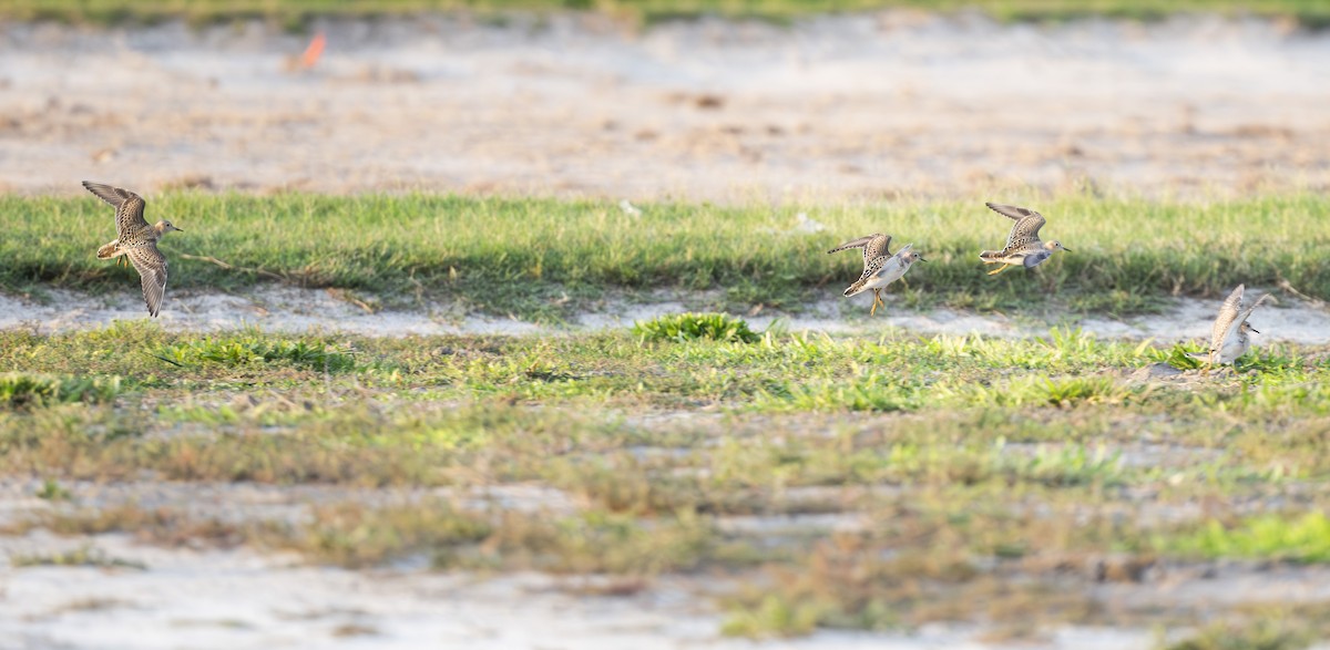 Buff-breasted Sandpiper - ML641322074