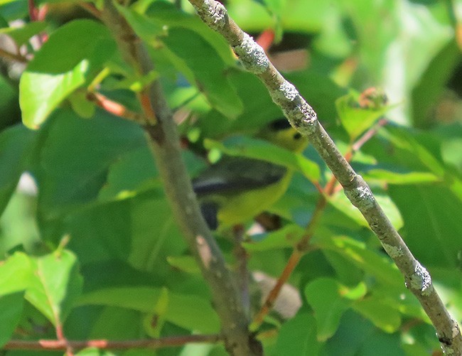 Wilson's Warbler - ML641322106