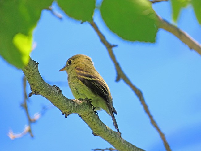 Yellow-bellied Flycatcher - ML641322117