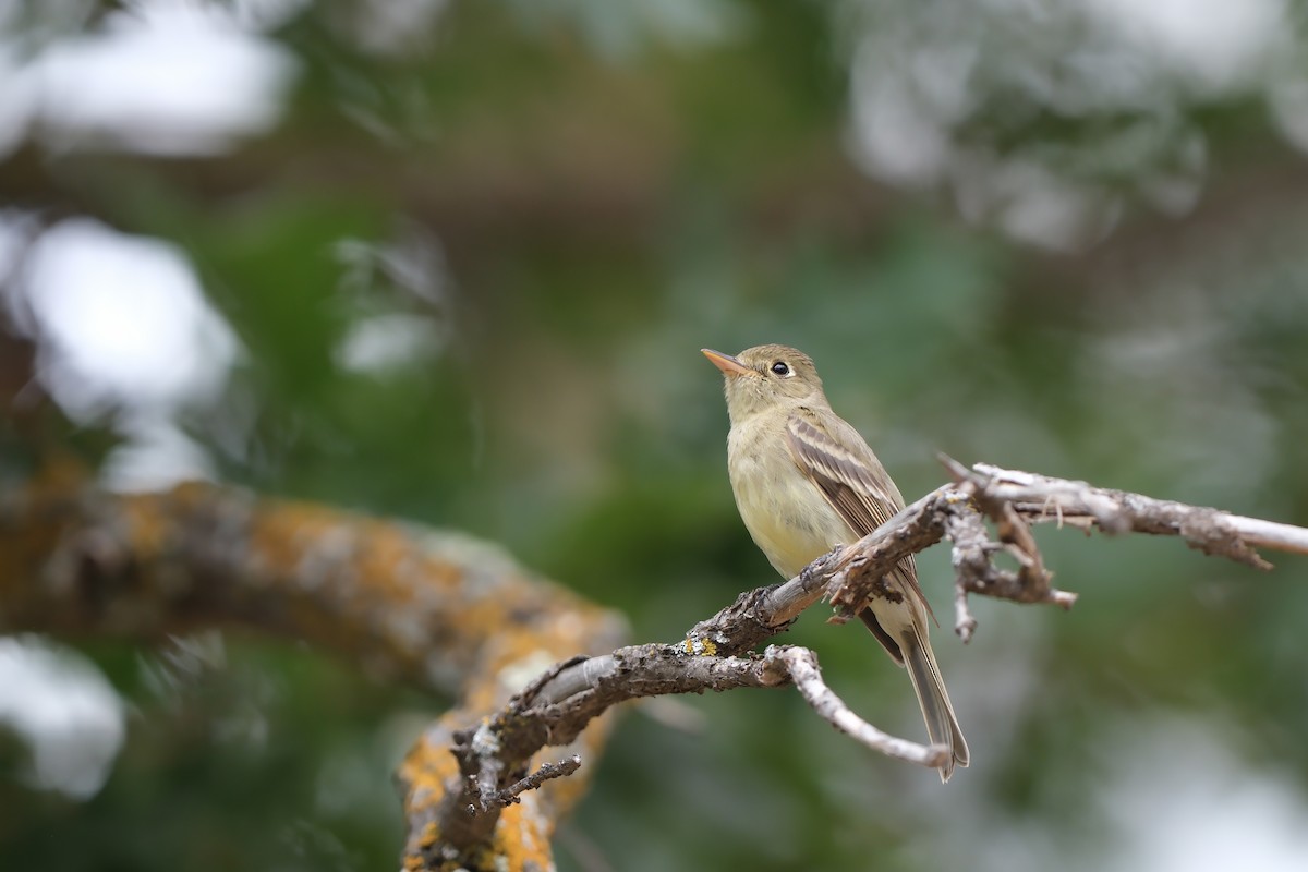 Western Flycatcher (Cordilleran) - ML641322120