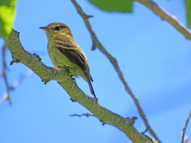 Yellow-bellied Flycatcher - ML641322123