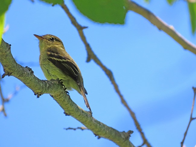 Yellow-bellied Flycatcher - ML641322135