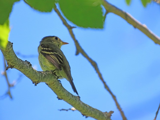 Yellow-bellied Flycatcher - ML641322149