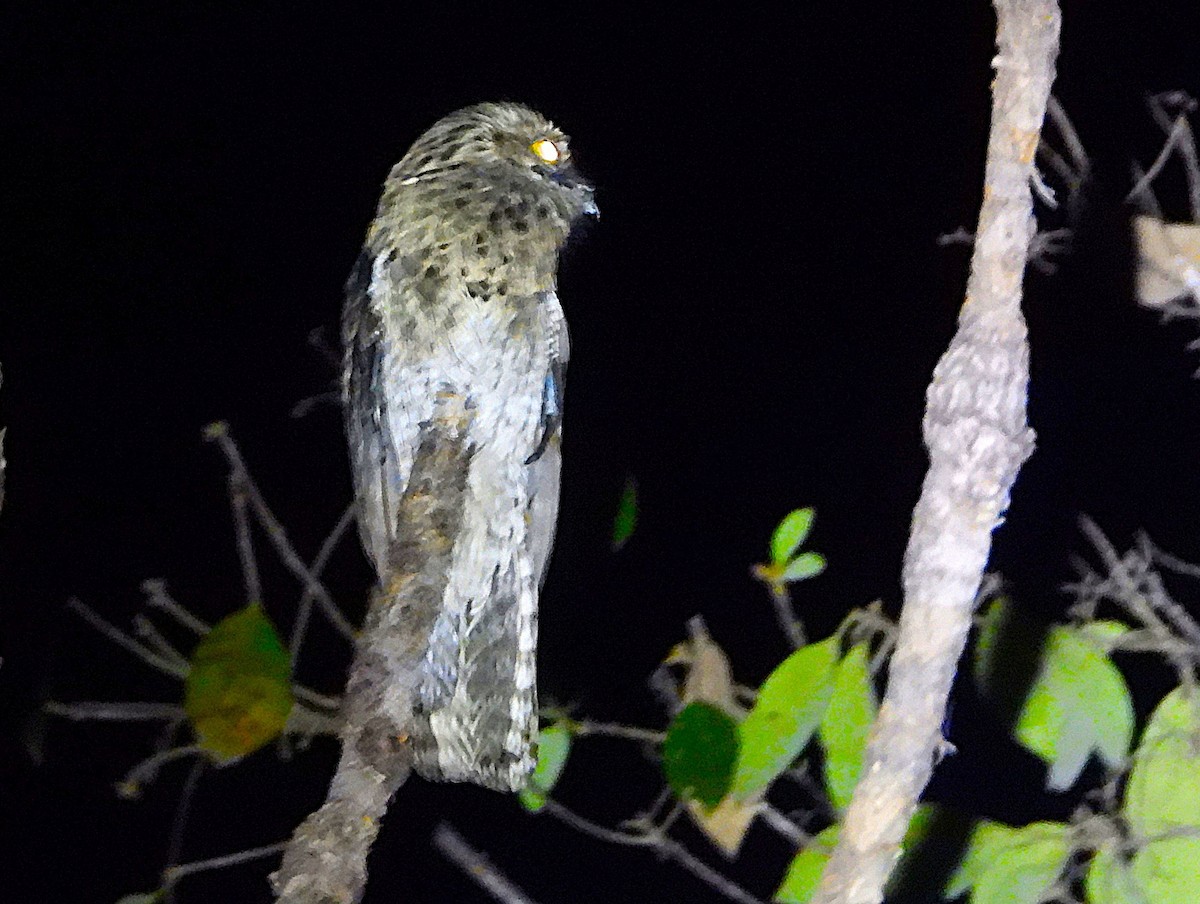 Common Potoo - ML641322150