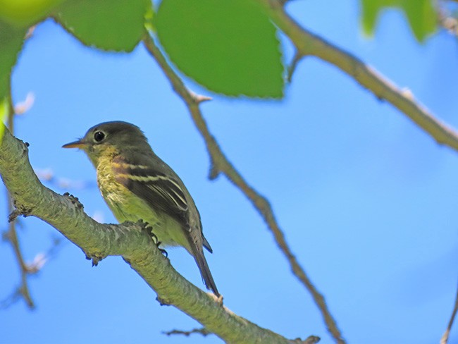 Yellow-bellied Flycatcher - ML641322154