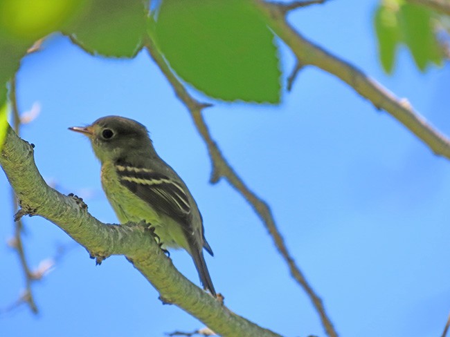 Yellow-bellied Flycatcher - ML641322159