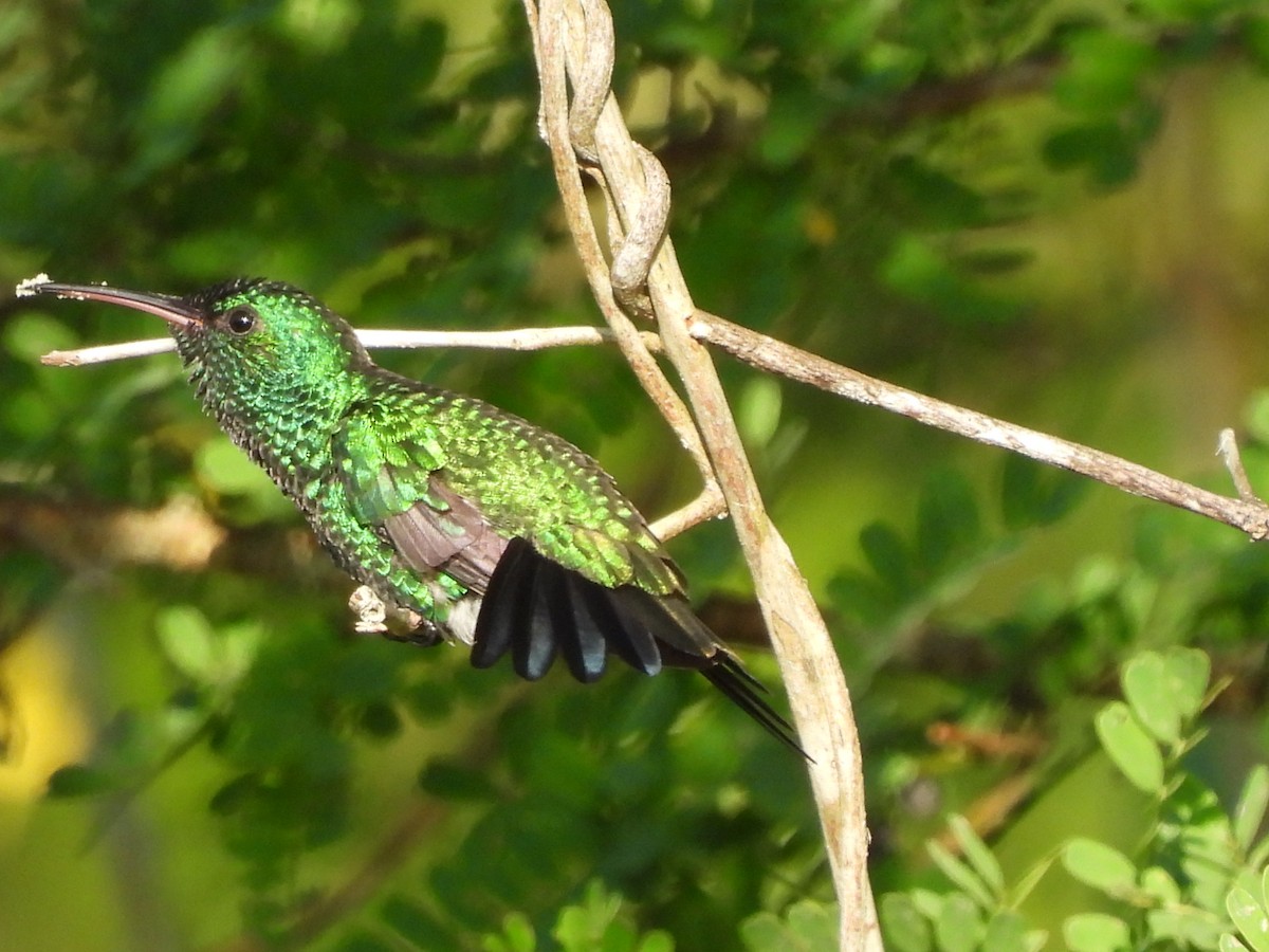Shining-green Hummingbird - ML641322213