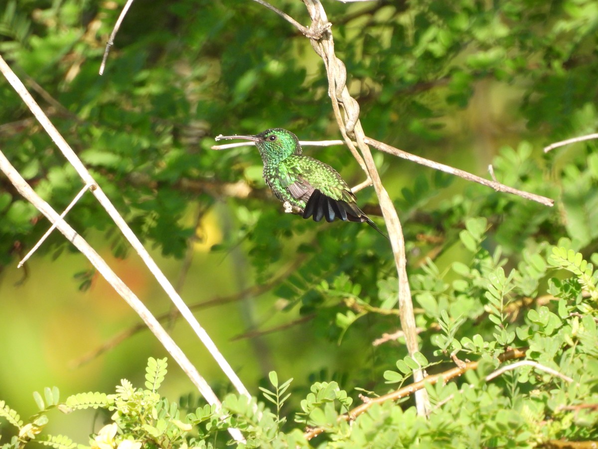 Shining-green Hummingbird - ML641322217