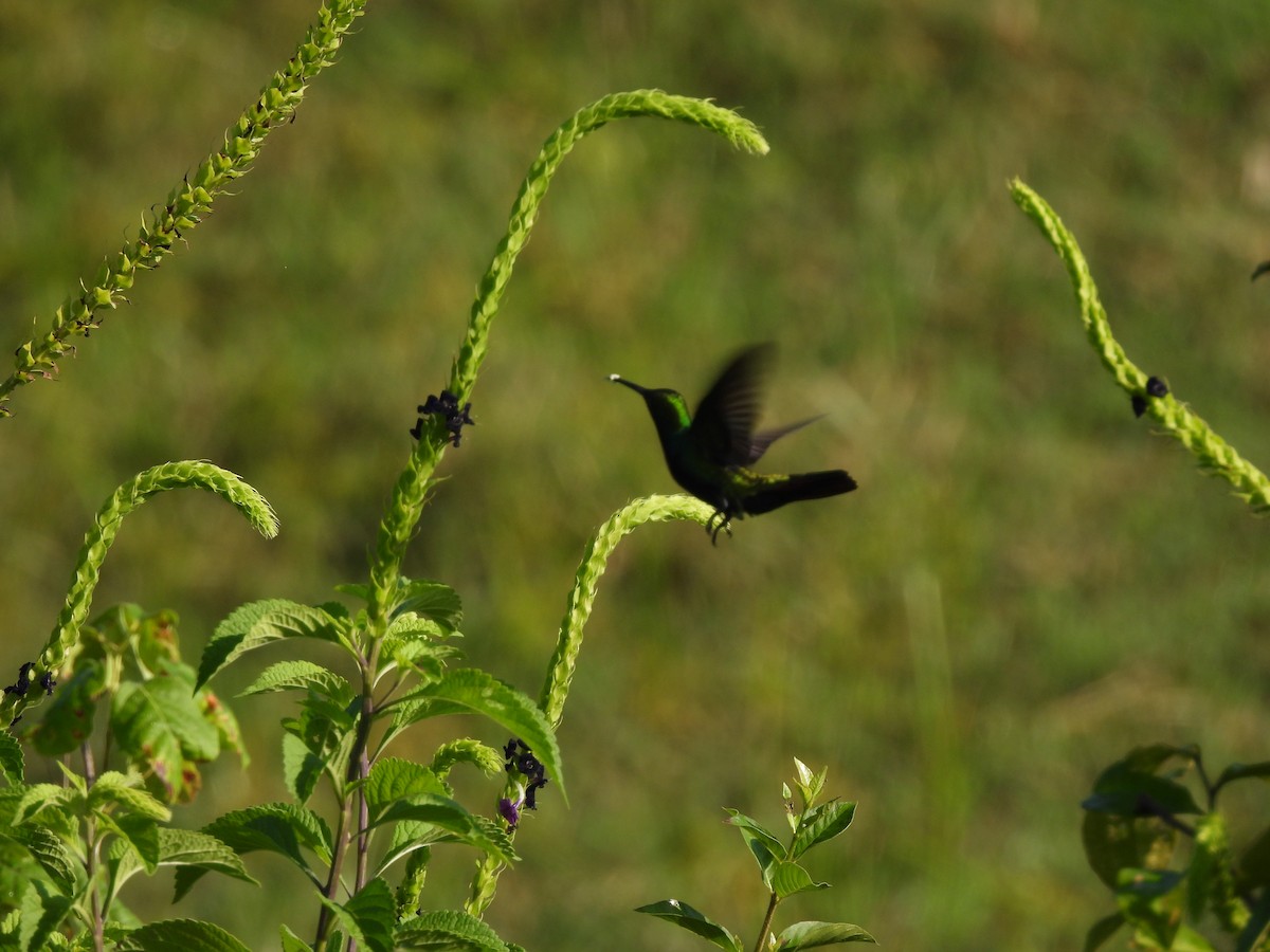 Shining-green Hummingbird - ML641322219