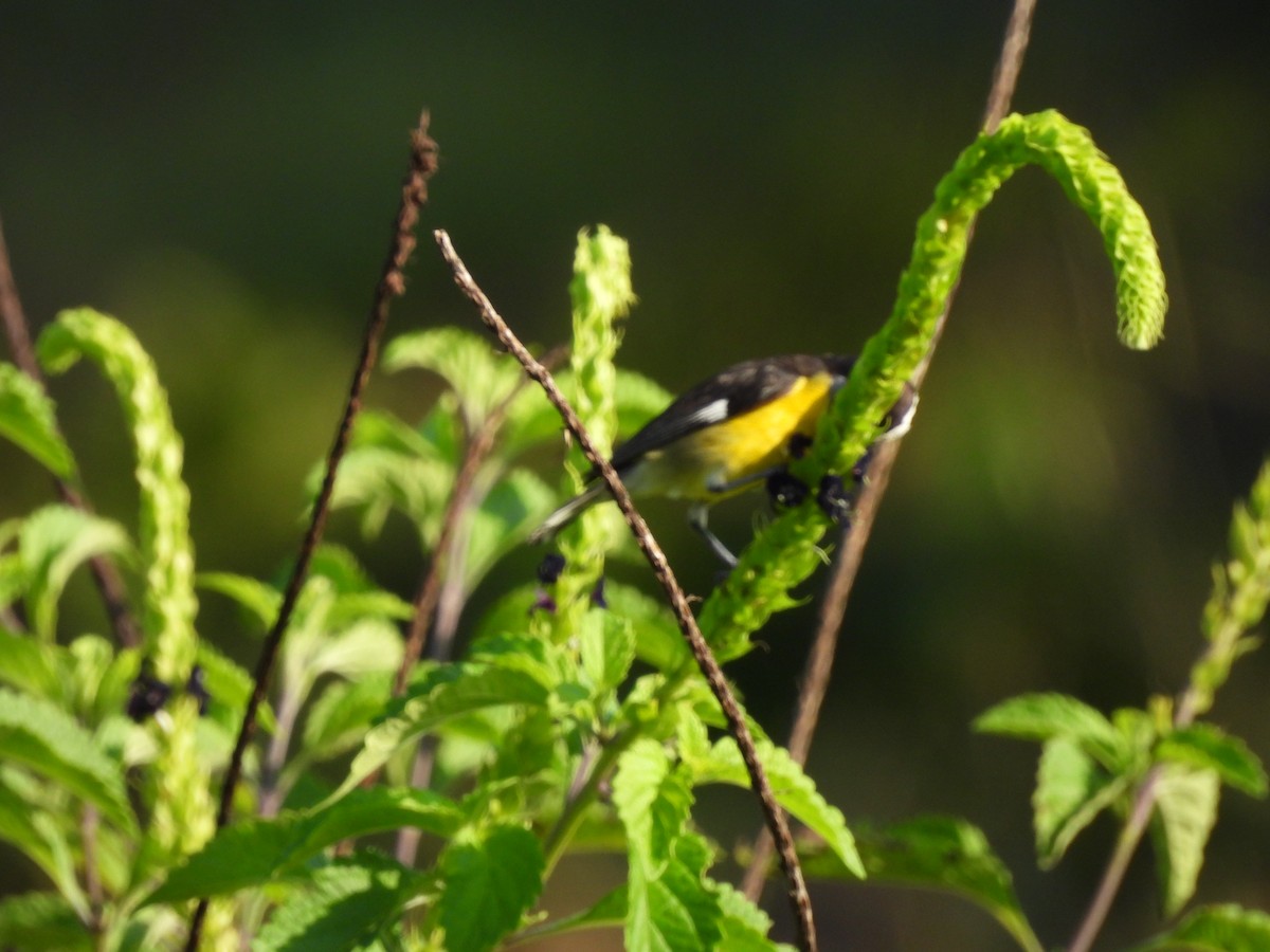 Bananaquit - ML641322237