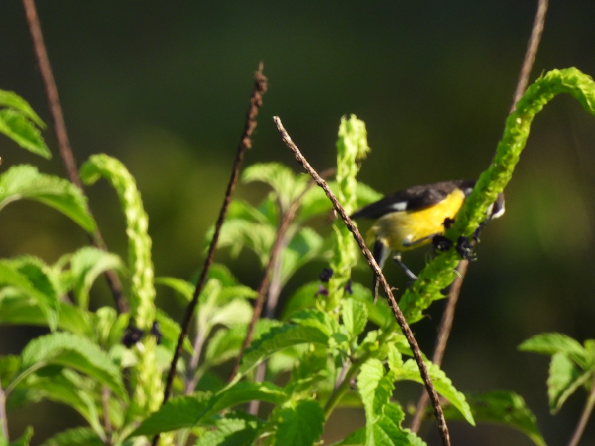 Bananaquit - ML641322238