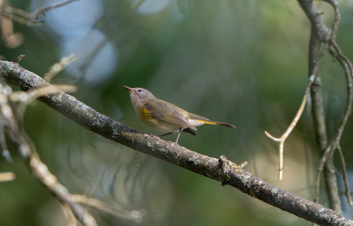 American Redstart - ML641322259