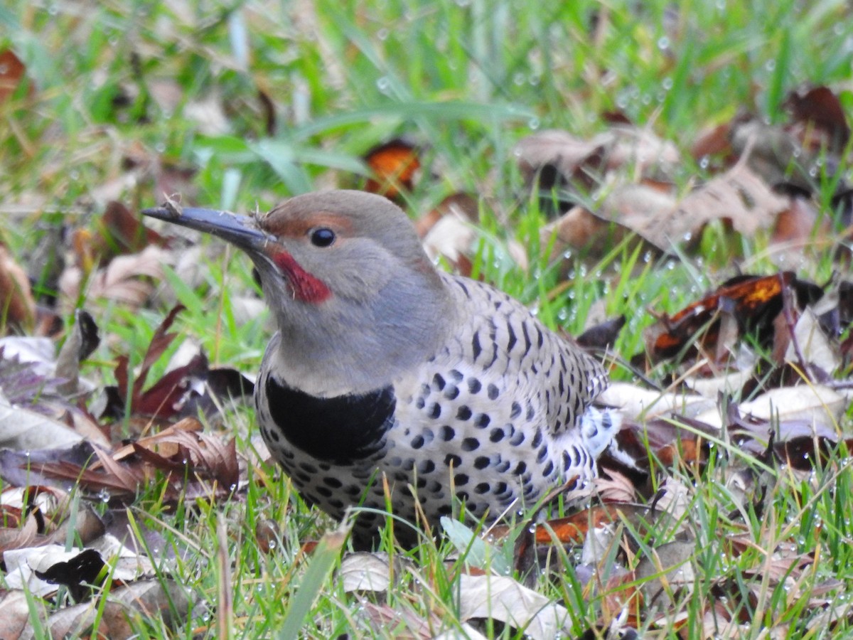 Northern Flicker - ML641322276